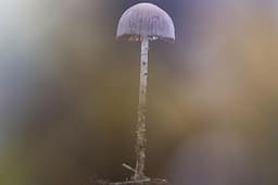 Macrofotografie 1